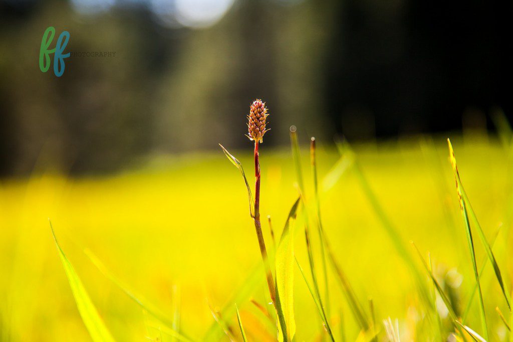 Yosmite Blog Photos (6 of 10)