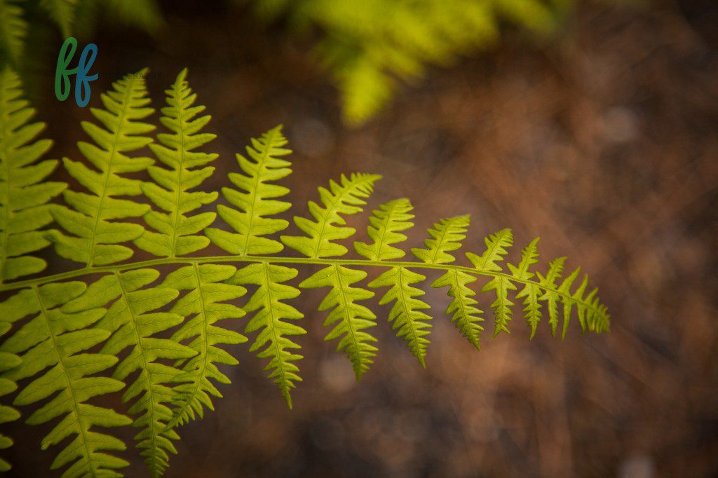 Yosmite Blog Photos (7 of 13)