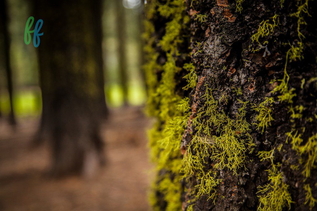 Yosmite Blog Photos (8 of 13)